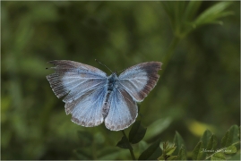 <p>MODRÁSDEK KRUŠINOVÝ (Celastrina argiolus) Slovenský ráj ---- /Holly blue - Faulbaum-Bläuling/</p>